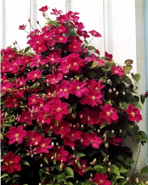 1 Plant -Clematis Ville De Lyon,(,(Bare Root/rhizome) flowered Vine