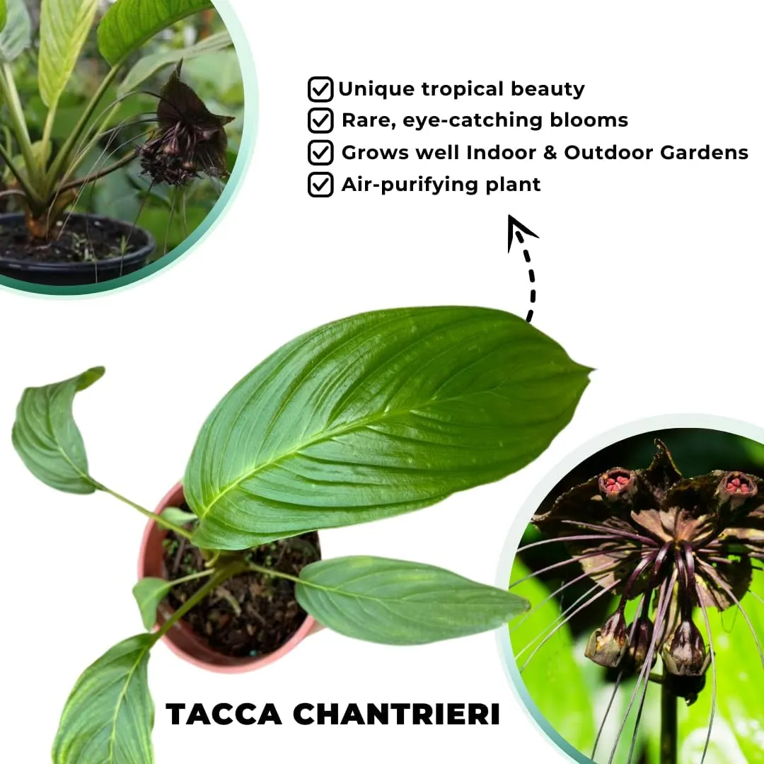 Black Bat Flower Live Plant, Tacca Chantrieri Plants Live in 4 Inc Pot, Black Bat Orchid Plant Live Indoor Outdoor, Black Plant Live for Planting