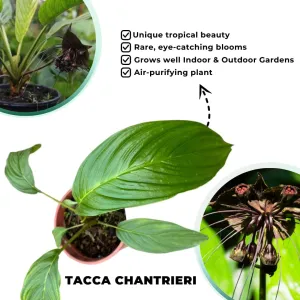Black Bat Flower Live Plant, Tacca Chantrieri Plants Live in 4 Inc Pot, Black Bat Orchid Plant Live Indoor Outdoor, Black Plant Live for Planting