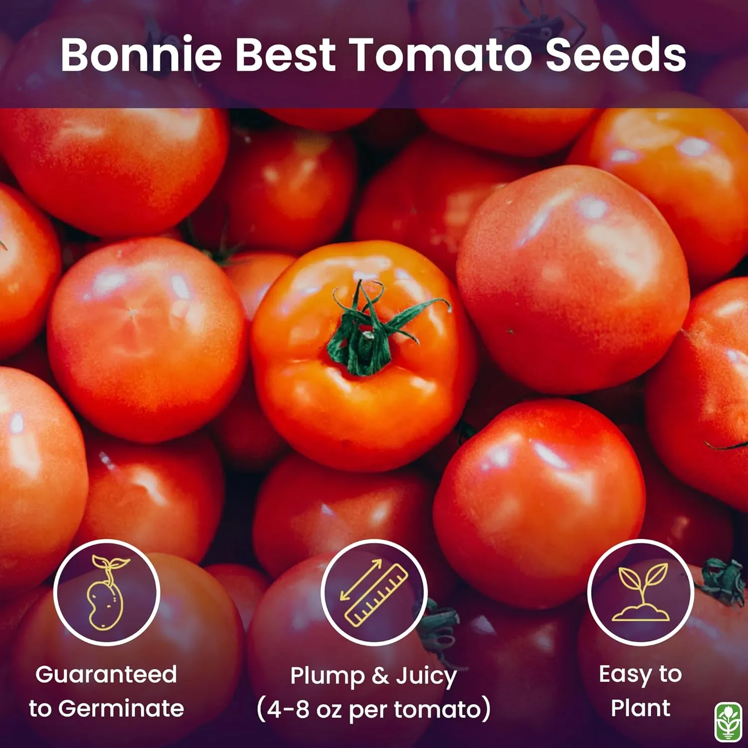 Bonny Best Tomato Seeds for Planting – Heirloom, Large & Juicy – One of The Most Delicious Tomatoes for Home Growing – Vegetable Seeds for Planting - Grown in The USA