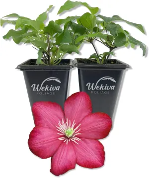 Clematis Ville de Lyon - 2 Live Starter Plants in 2 Inch Growers Pots - Clematis 'Ville de Lyon' - Starter Plants Ready for The Garden - Beautiful Red Flowering Vine