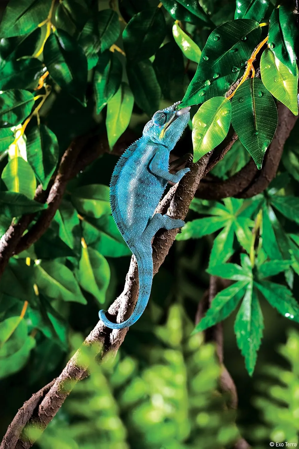 Exo Terra Jungle Vine, Large, Multi (PT3086)