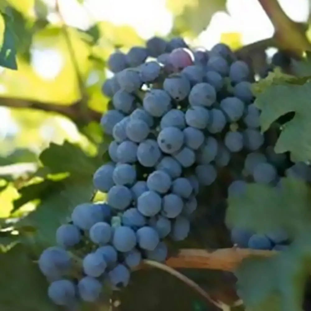 Grape Vines Classic Wine Cabernet Sauvignon red Burgundy – 1-Year-Old bareroot Grapevine. (1)