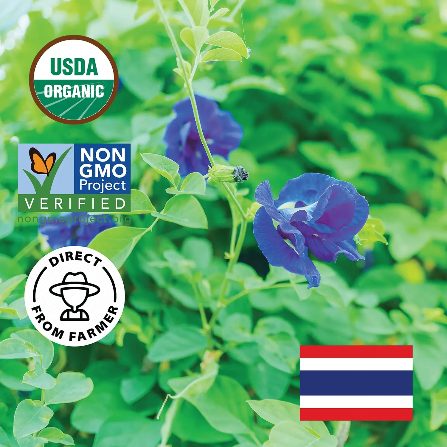 INCAS 100% USDA Organic Butterfly Pea Flower 4.41 oz (375  Cups) DIRECT FROM SOURCE Thailand Non GMO Verified Dried Caffeine Free Gluten Free Vegan Rich in Antioxidants Free eBook