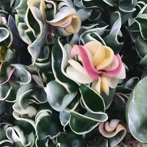 Live Variegated Hindu Hoya Rope Plant, Pink Flower Blooms in Pot