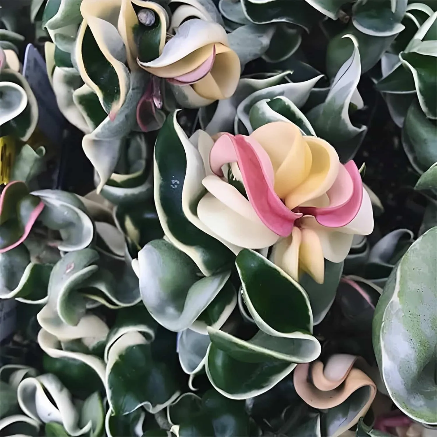Live Variegated Hindu Hoya Rope Plant, Pink Flower Blooms in Pot