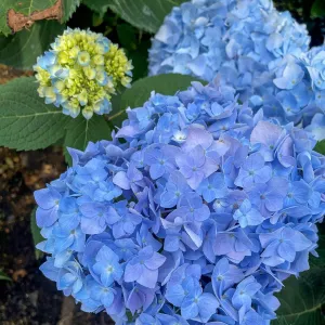 SPRING HILL NURSERIES - Nikko Blue Hydrangea Dormant Bare Root Flowering Shrub