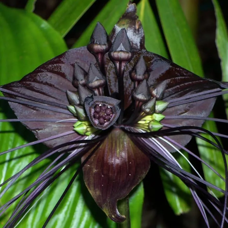 Tacca Chantrieri Black Bat Orchid Plant Live Indoor, Black Bat Flower Live Plant in 4 Inc Pot, Black Plant Live for Planting Houseplant
